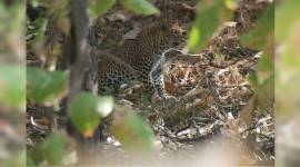 Ranjit Lal-759 Gypsies, Gir National Park, Deer, monkeys, elephant, safari, gypsy, leopard, tiger, indian express, indian express news