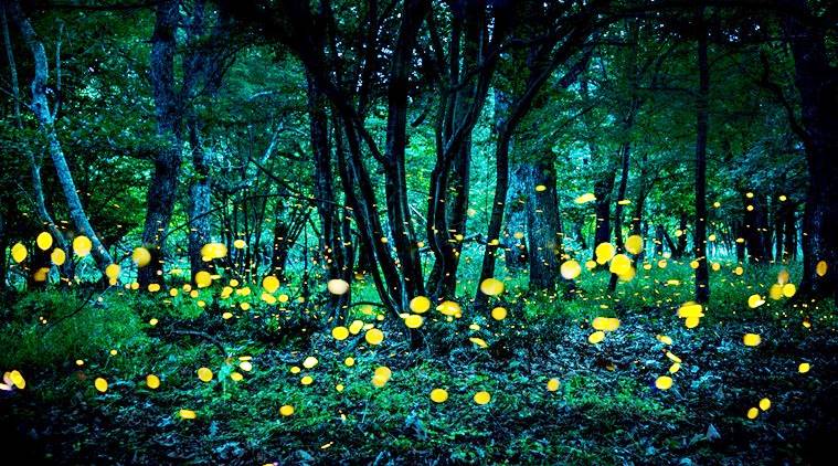 LED-green light, Jacques Tati, Mon Oncle, Kiran Nagarkar, Heraclitus, Theseus, indian express, indian express news