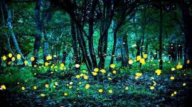 LED-green light, Jacques Tati, Mon Oncle, Kiran Nagarkar, Heraclitus, Theseus, indian express, indian express news