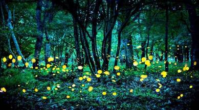 LED-green light, Jacques Tati, Mon Oncle, Kiran Nagarkar, Heraclitus, Theseus, indian express, indian express news