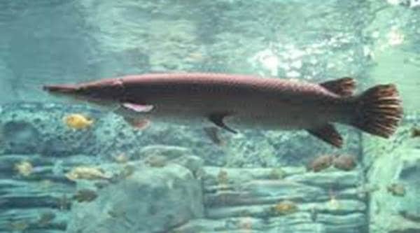 Predator North American fish found in Pune's Pavana Dam