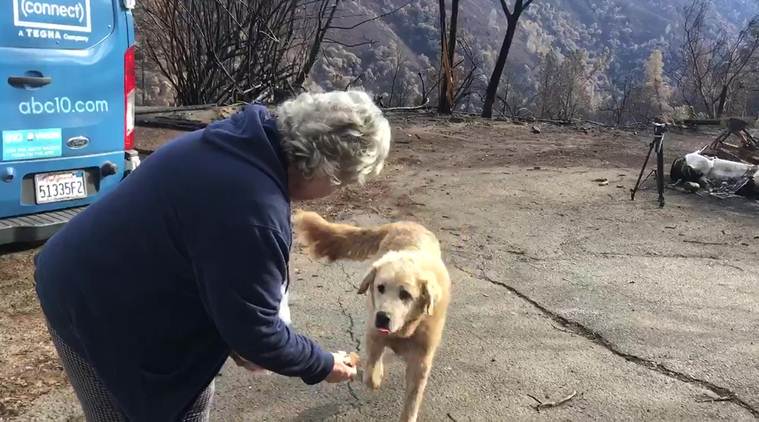 California wildfire, dog that guarded the house during wildfire, dog suwildfire in california, world news, global news, indian express
