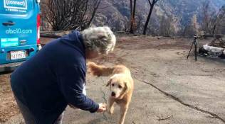 California wildfire, dog that guarded the house during wildfire, dog suwildfire in california, world news, global news, indian express