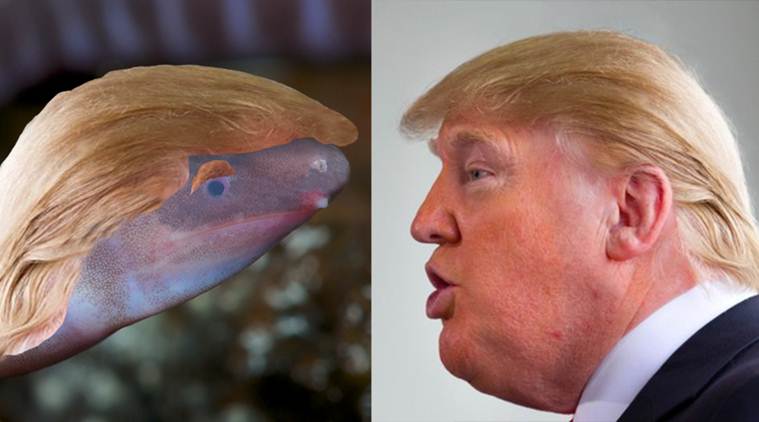  Bind amphibian that buries its head in ground named after Donald Trump