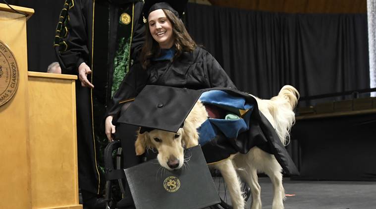 service dog gets diploma, US dog gets diploma, retriever dog gets a diploma, World news, Indian Express