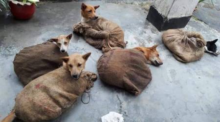 (Express photo by Debraj Deb)