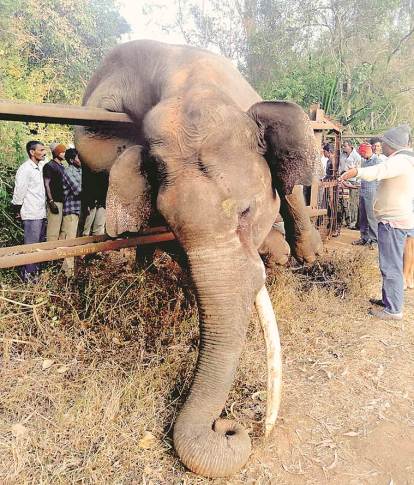 In death on fence, a reminder: no easy solution to human-elephant conflict  | Explained News - The Indian Express