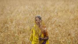 maharashtra farmers, farmers in maharashtra, maharashtra farmers land holding, land holding of maharashtra farmers, india news, Indian Express