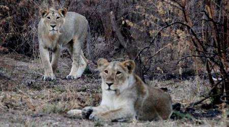 Three Asiatic lions mowed down by goods train in Amreli
