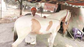 Wildlife Protection Act, sonepur fair, cattle trade, Indian express