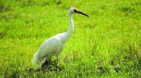 down in jungleland, cranes, cranes siberia, cranes rajasthan, sarus cranes, demoiselle cranes of Kichan village in Rajasthan, great white cranes, indian express, indian express news
