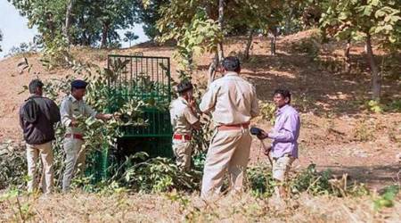 Leopard elusive, Gujarat forest dept officials put in cage to capture it