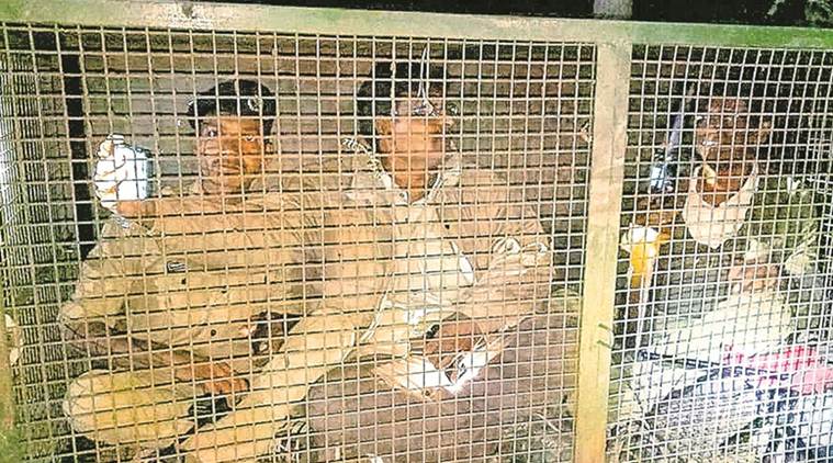 Leopard elusive, Gujarat forest dept officials put in cage to capture it