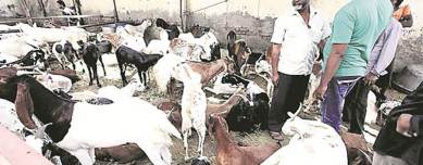 gujarat high court, gujarat livestock trade, livestock trade, gujarat news, india news, indian express