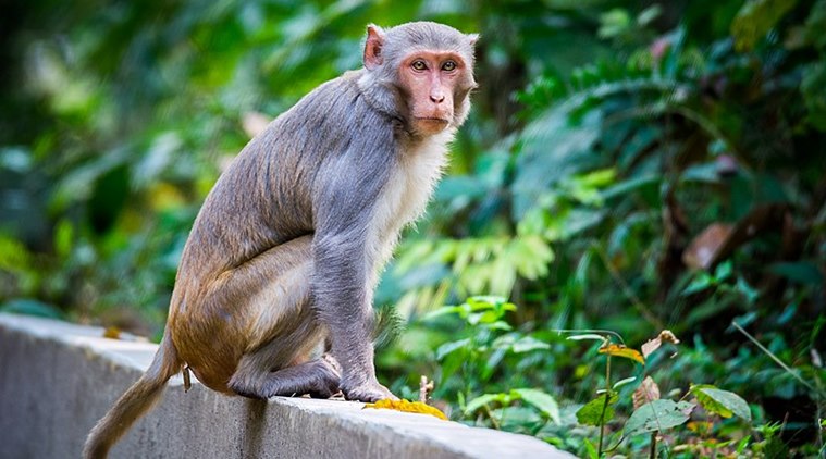 monkey coronavirus samples, monkey covid samples, meerut monkey, meerut monkey covid sample, Monkey runs with covid kits, Uttar Pradesh, India news