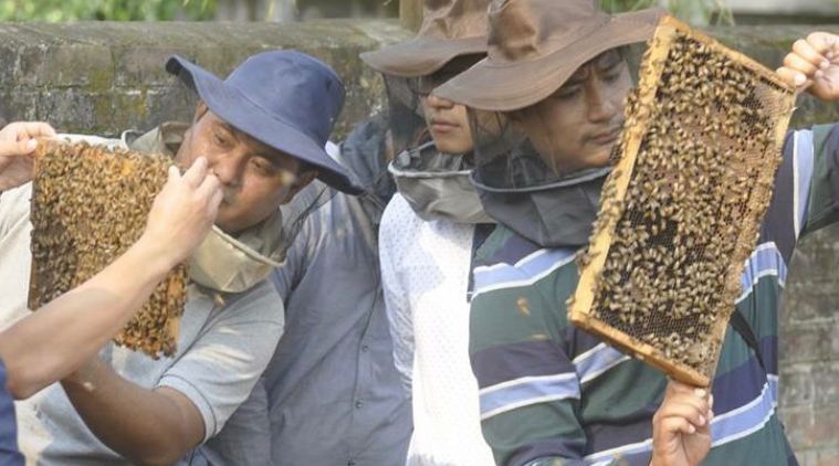 Nagaland Beekeeping and Honey Mission