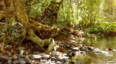 ancient rainforest in Wayanad, Kerala, forest begets stories, forest sustains, Paniya people, ancient sustainable forests, Old Mother Forest, indian express, indian express news