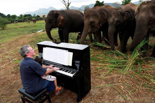 Classical piano soothes sick elephants at Thai sanctuary