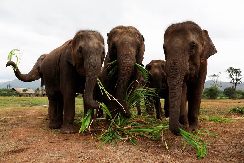Classical piano soothes sick elephants at Thai sanctuary