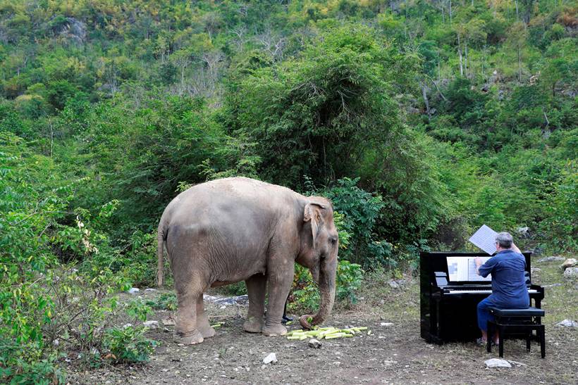 Classical piano soothes sick elephants at Thai sanctuary