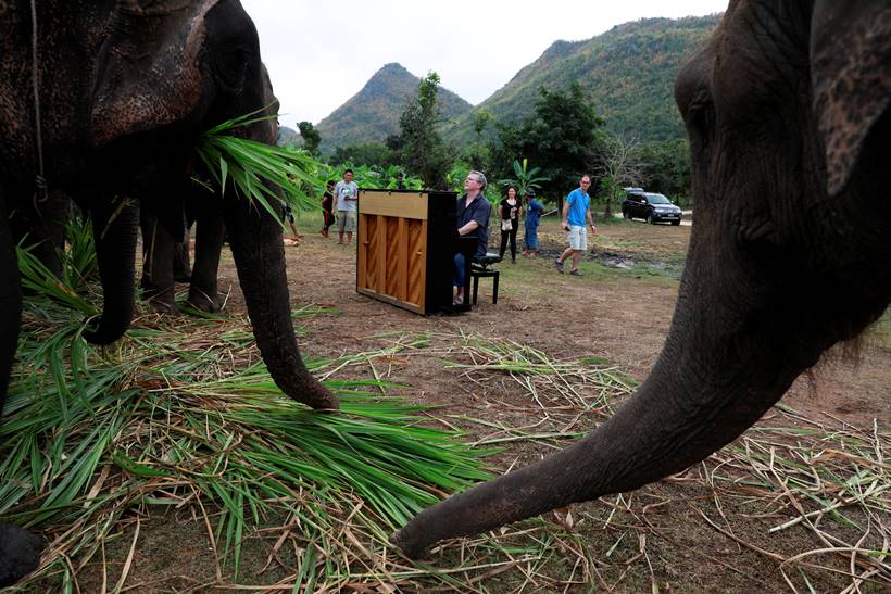 Classical piano soothes sick elephants at Thai sanctuary