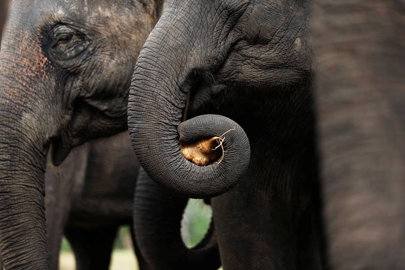 Classical piano soothes sick elephants at Thai sanctuary