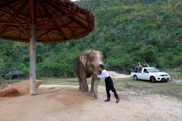 Classical piano soothes sick elephants at Thai sanctuary