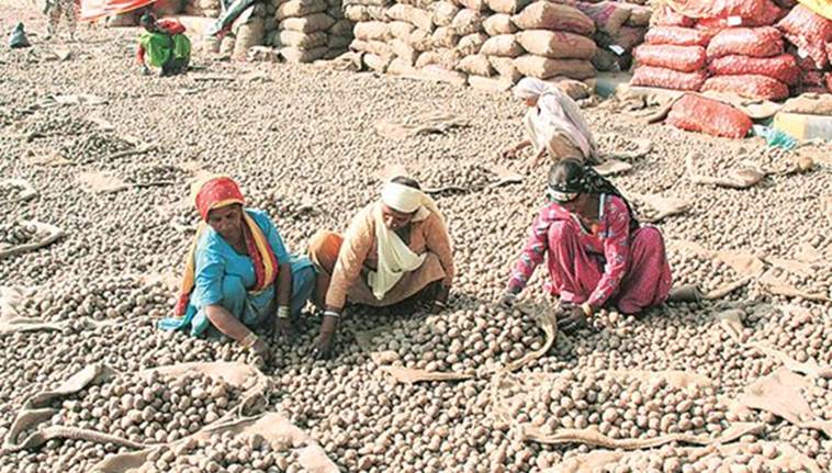 Why Punjab farmers grapple with potato glut every alternate year
