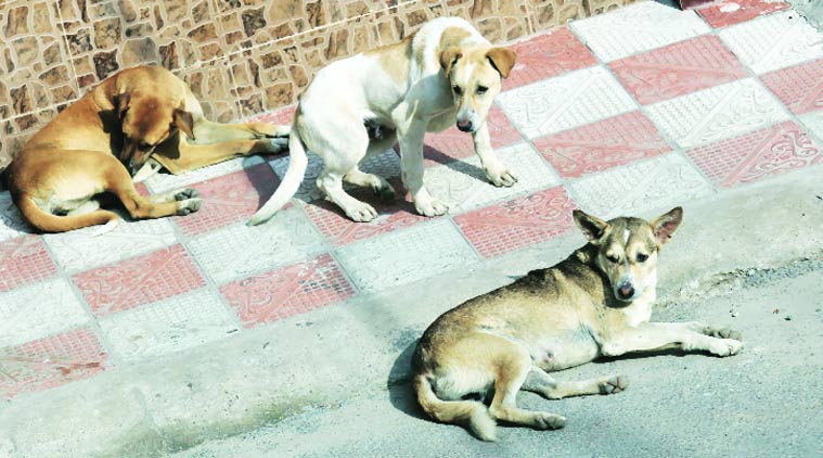Imphal, stray dogs, stray dogs attack, IMC, PFA manipur, indian express, latest news