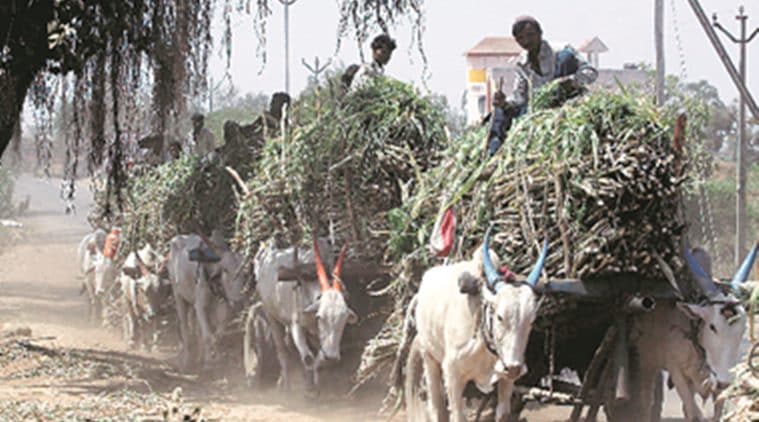 Pune: As cane dues rise over 3,000 crore, millers try to raise funds to pay farmers