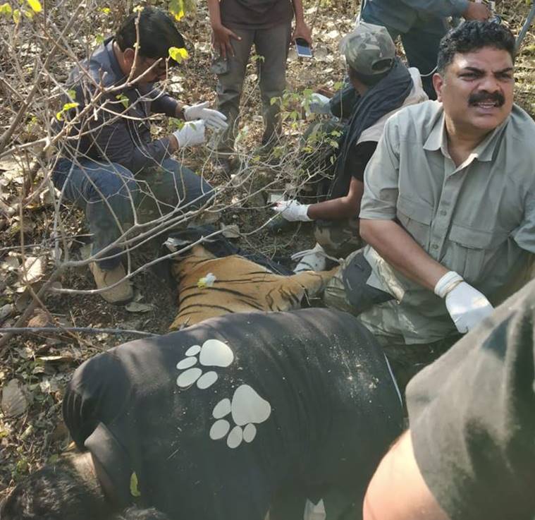 Hunted Avni’s cub captured, sent to Pench Tiger Reserve for rehabilitation