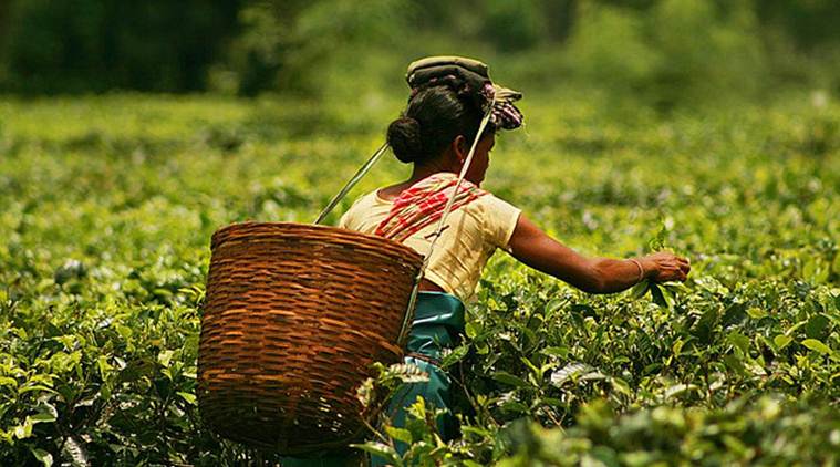Tripura plans tea cultivation on No Man’s Land on Indo-Bangla border to revive tea sector