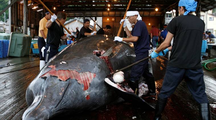 International Whaling Commission, Japan exits whaling commission, Japan commercial whaling, Japan's territorial waters, anti-whaling, whaling advocates, World news, Indian Express
