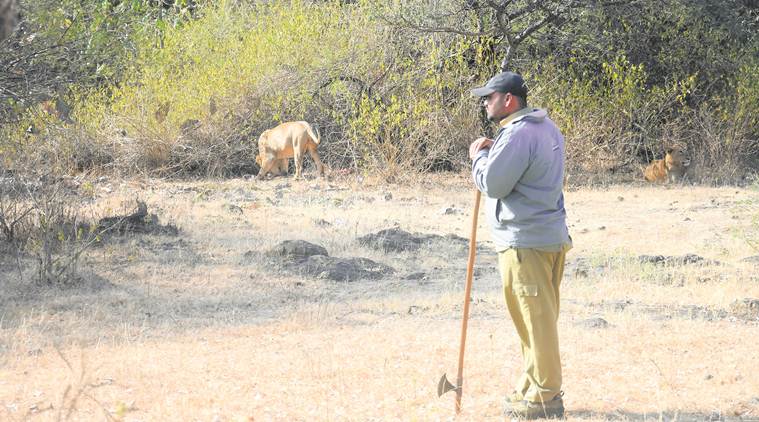Where the wild things are: A day in the life of Sagar Manjariya, a wildlife  tracker in Gir forest | India News,The Indian Express