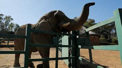 Animal rights activists say they're worried about the state of the animals and haven't been allowed to see them. (Photo credit: AP)