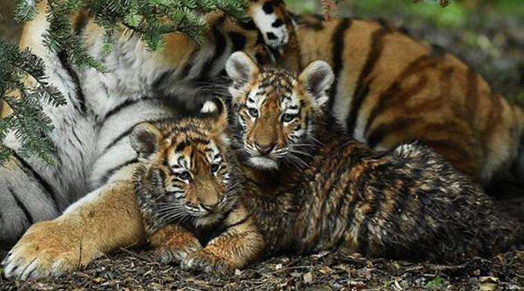 DNA match, Tiger cub reunited, nagpur news, Maharashtra news, Indian express news