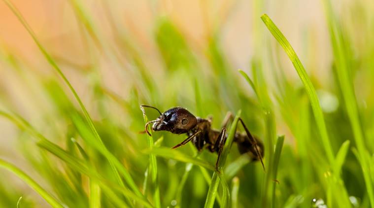 Explained: How ants sniff out the right path