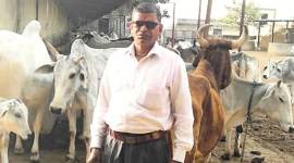 gaushala, gaumata, congress government, cow politics, maintenance of cows, bjp government, take 5, indian express