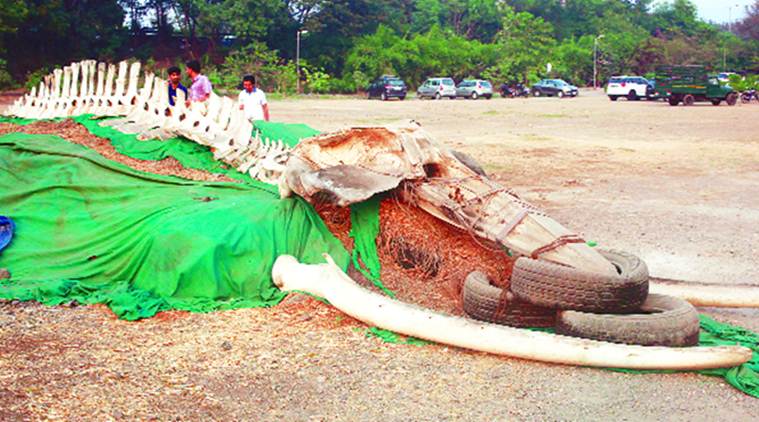 Thane: Biodiversity centre home to birds, mangroves
