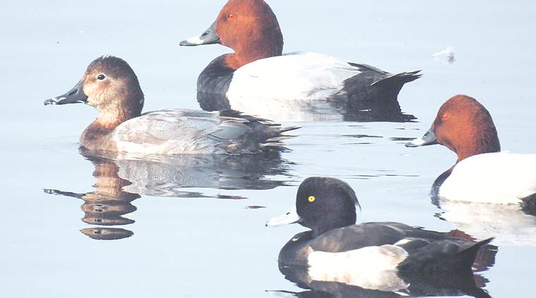 Delay in migratory birds visiting Delhi last year has many worried