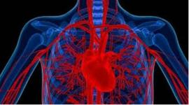 arteries, blood flow, blood vessels, sensor, biodegradable sensor, artery blockage, patient, doctor, surgery, blood vessel surgery, research, tech news, indian express news