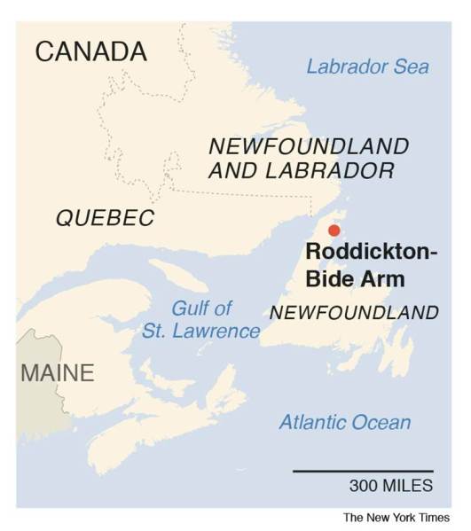 Canada seals, Canada town seals, Roddickton Canada, Roddickton Canada seals, Newfoundland Island Canada, Newfoundland seals, Sheila Fitzgerald, Canada fisheries department, Indian express, world news, latest news
