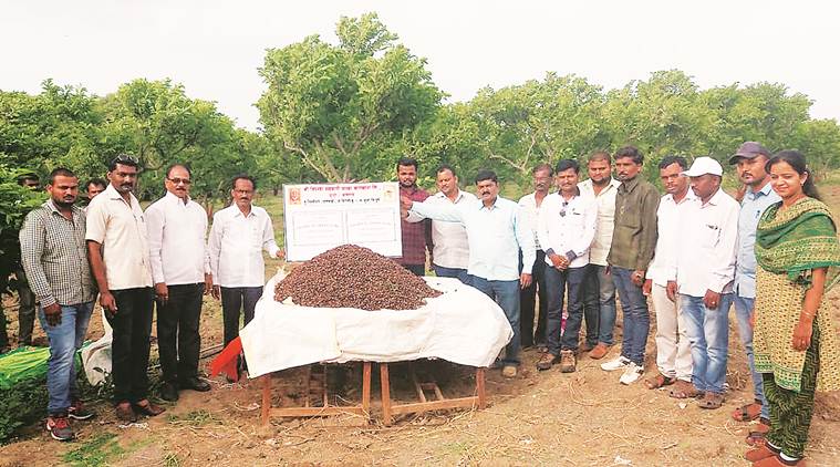 sugarcane, sugarcane farming, sugarcane arrears, sugarcane farmers, sugarcane dues, india news, farmers crisis, indian express
