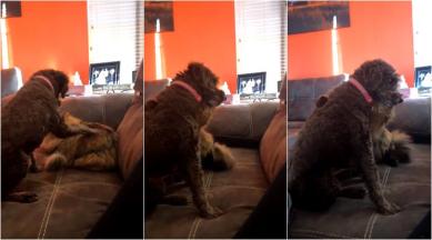 This video of a cat hugging a dog is all you need for a beautiful start to  2019 | Trending News,The Indian Express