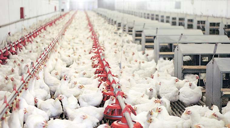 Scientists make gene-edited chickens in bid to halt next pandemic