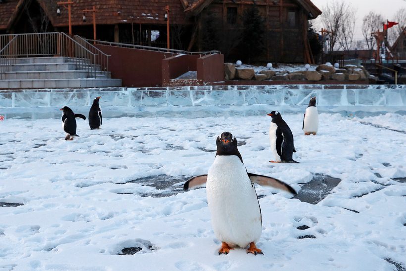 China kicks off world's biggest ice festival