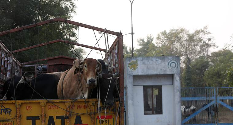 uttar pradesh cattle protection, government against number of cows