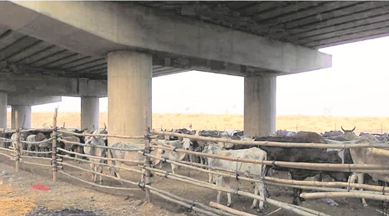 Aligarh: 60 stray cattle die in a week due to ‘cold and weakness’, say police