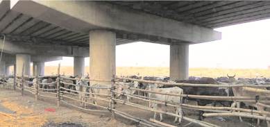 Aligarh: 60 stray cattle die in a week due to ‘cold and weakness’, say police