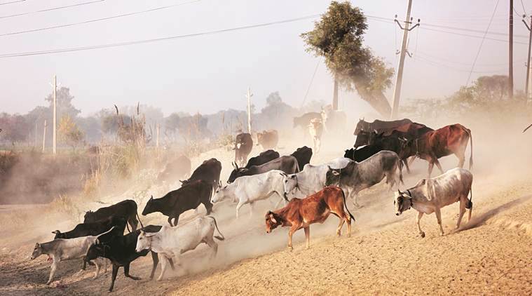 Gau rakshak, Punjab RSS, Stary cattle, cow slaughter, punjab news